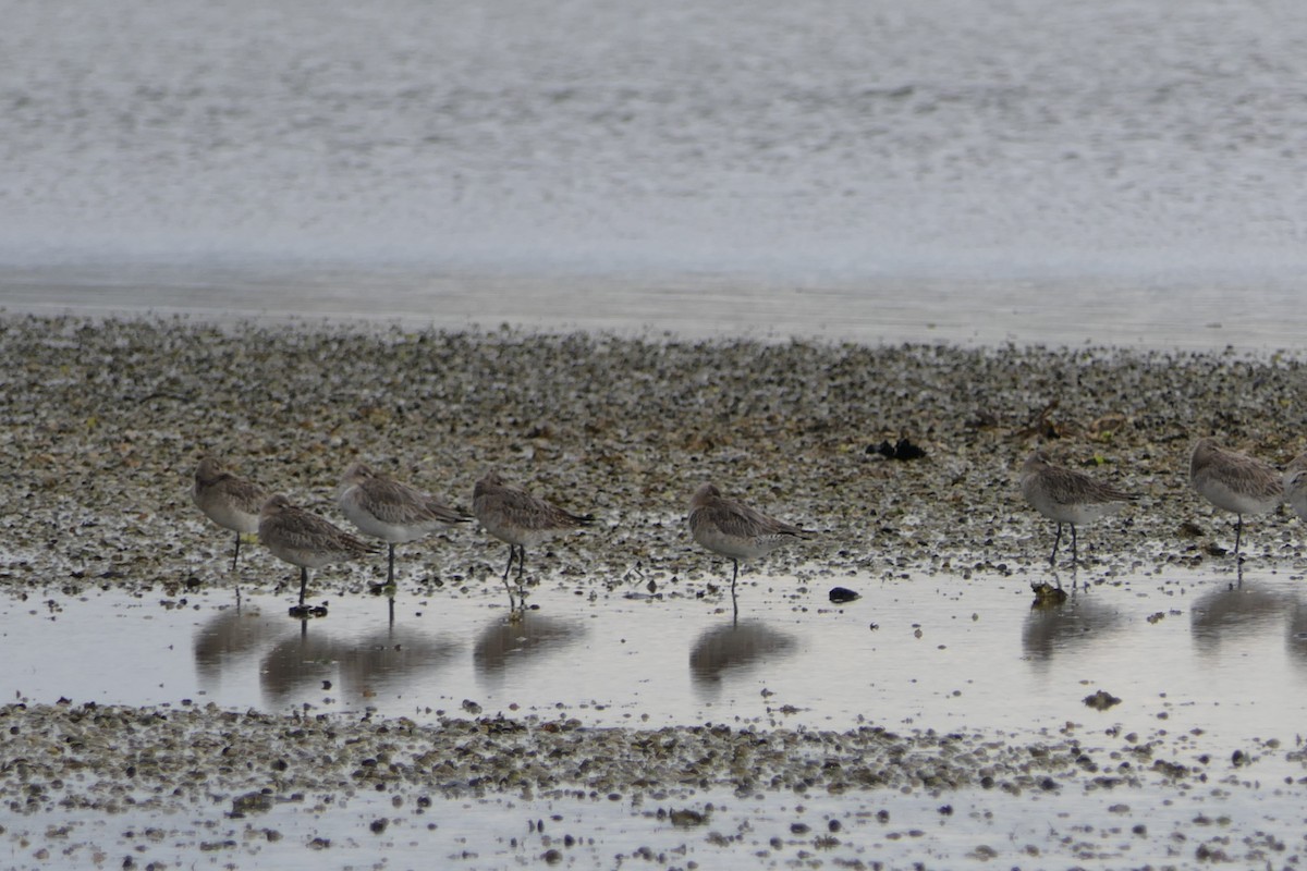 Bar-tailed Godwit - Jim Kirker