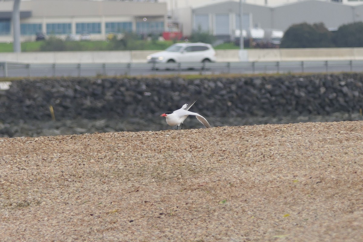 Caspian Tern - Jim Kirker