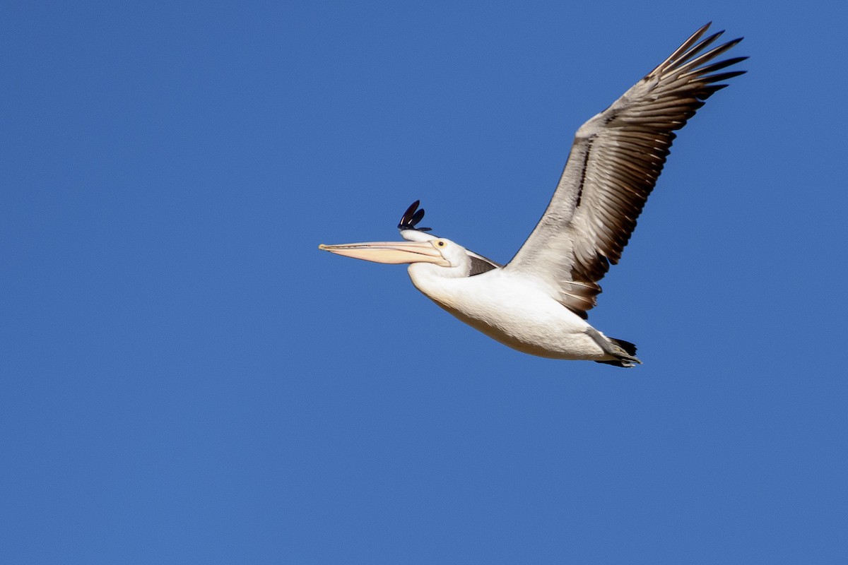 Australian Pelican - ML107510831