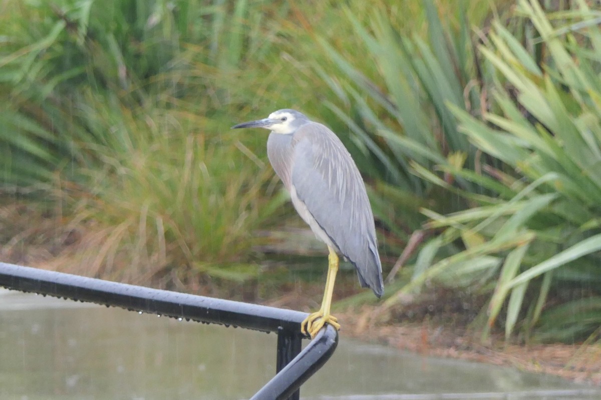 White-faced Heron - ML107511091