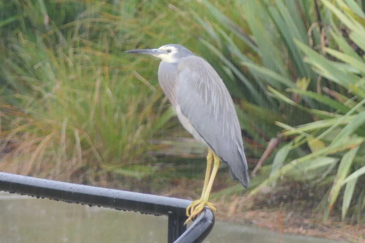 White-faced Heron - ML107511241