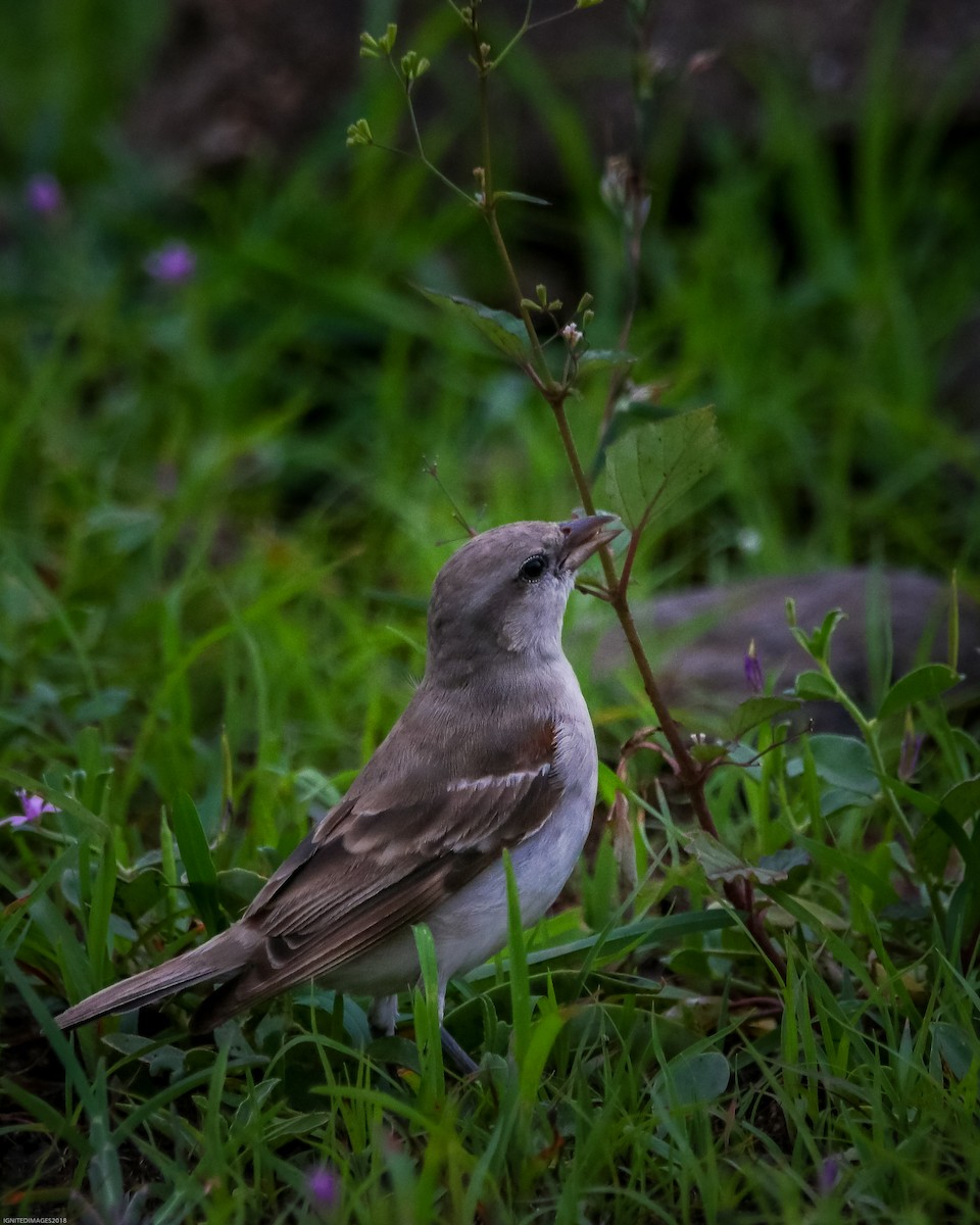 Yellow-throated Sparrow - ML107512211