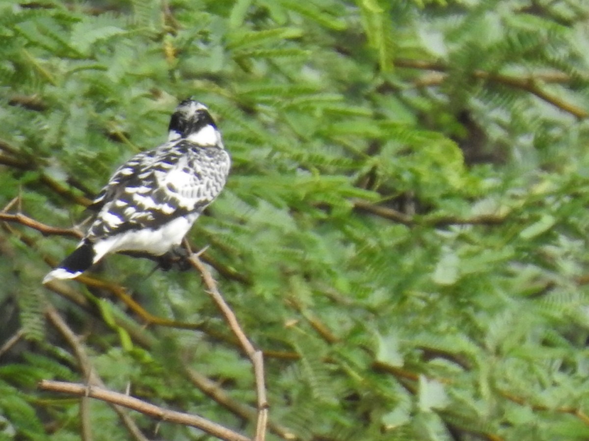 Pied Kingfisher - Anup Prakash