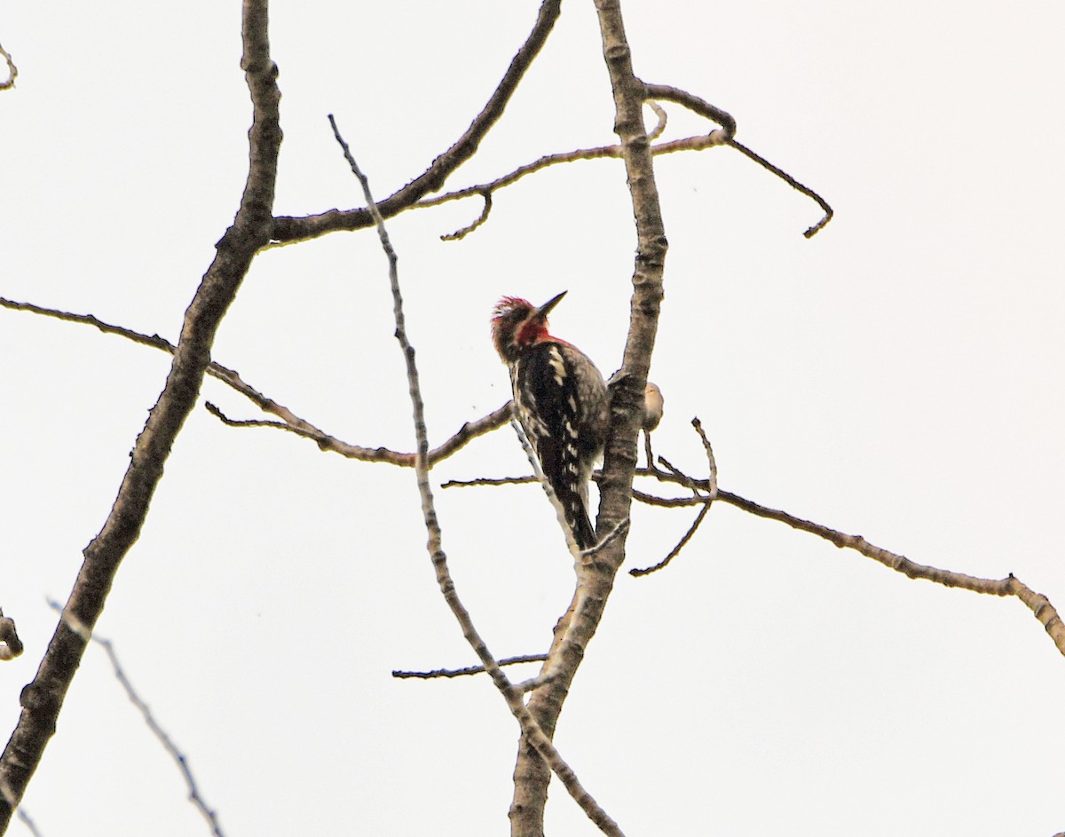 Red-naped/Red-breasted Sapsucker - ML107513211