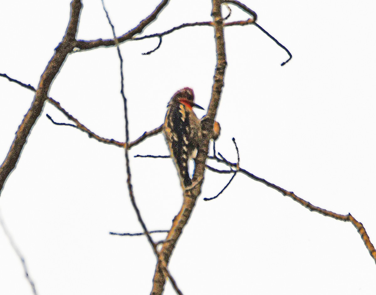 Red-naped/Red-breasted Sapsucker - ML107513251