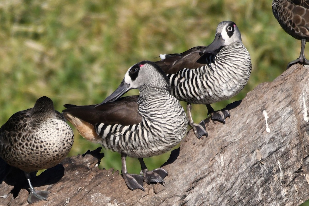 Pink-eared Duck - ML107514111