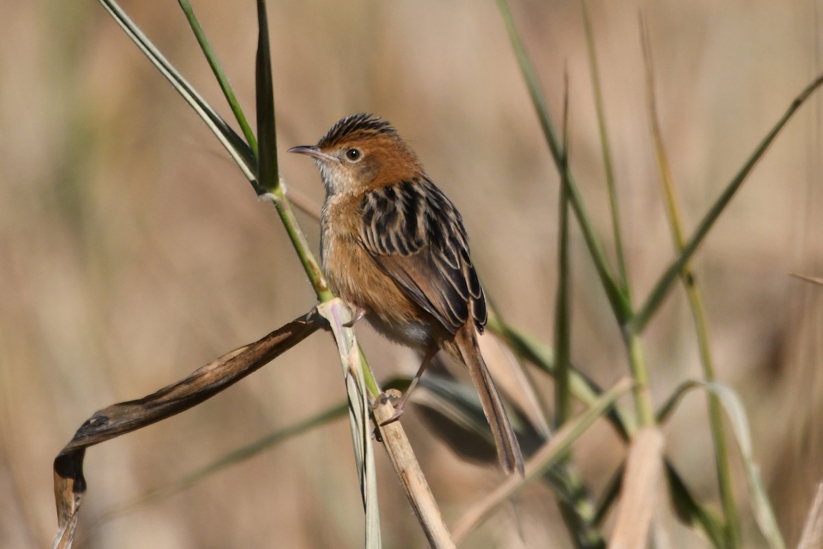 Golden-headed Cisticola - ML107514191