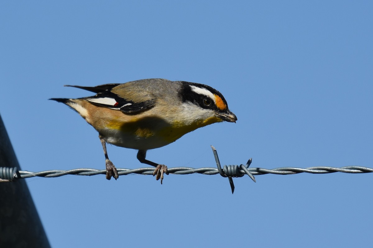 Pardalote Estriado - ML107518541