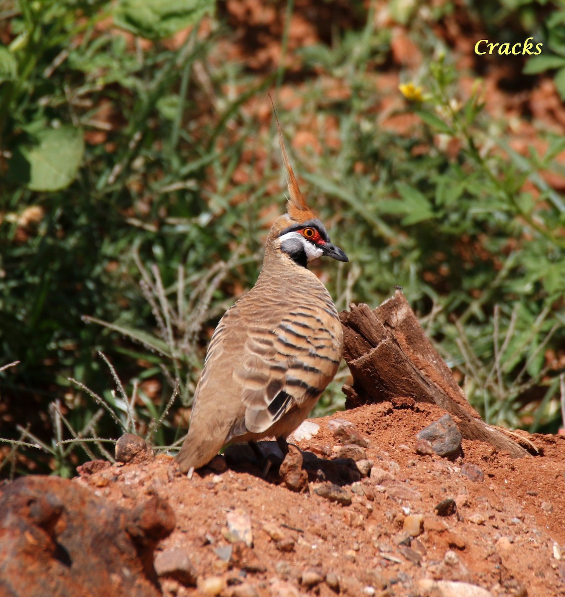 Spinifex Pigeon - ML107520071