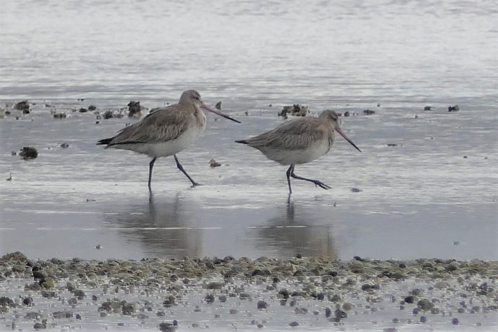 Bar-tailed Godwit - ML107520471