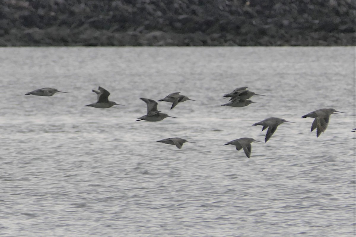 Bar-tailed Godwit - ML107520601