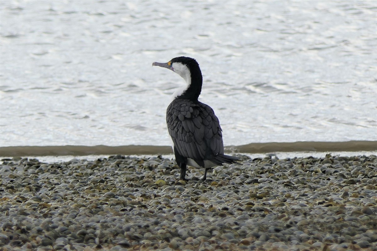 Pied Cormorant - ML107520731