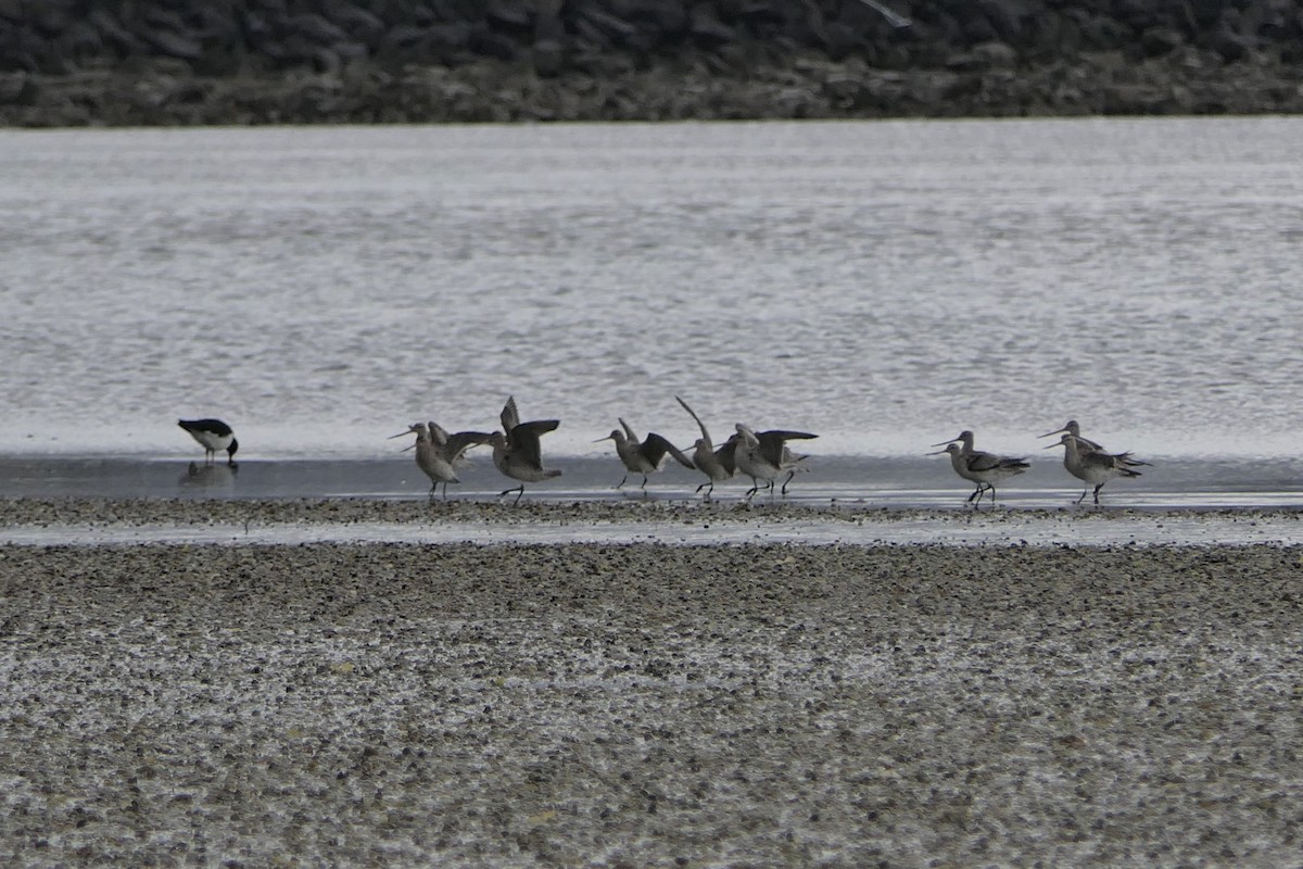 Bar-tailed Godwit - ML107520981