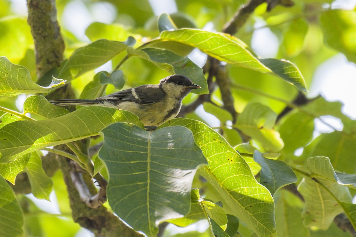 Great Tit - ML107521511