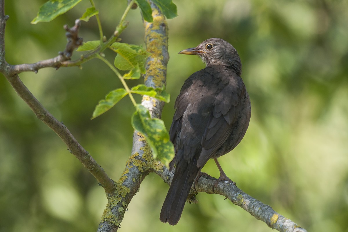 Eurasian Blackbird - ML107521561