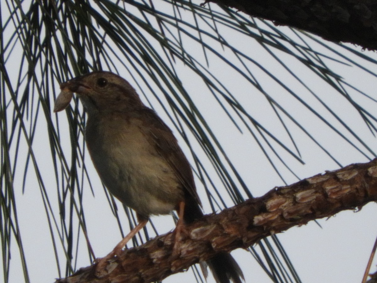 Bachman's Sparrow - ML107521721