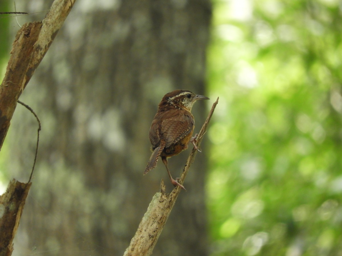 Carolina Wren - ML107521901