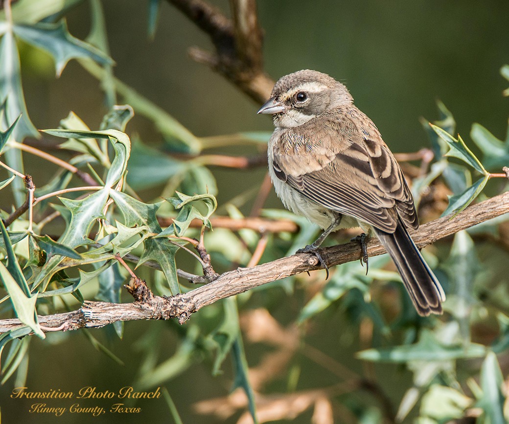 Black-throated Sparrow - ML107523271