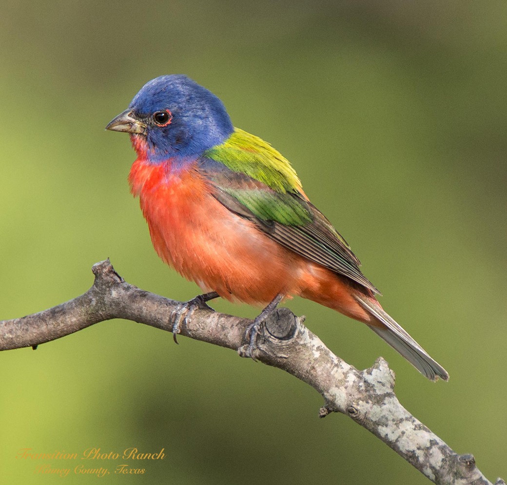 Painted Bunting - ML107523731