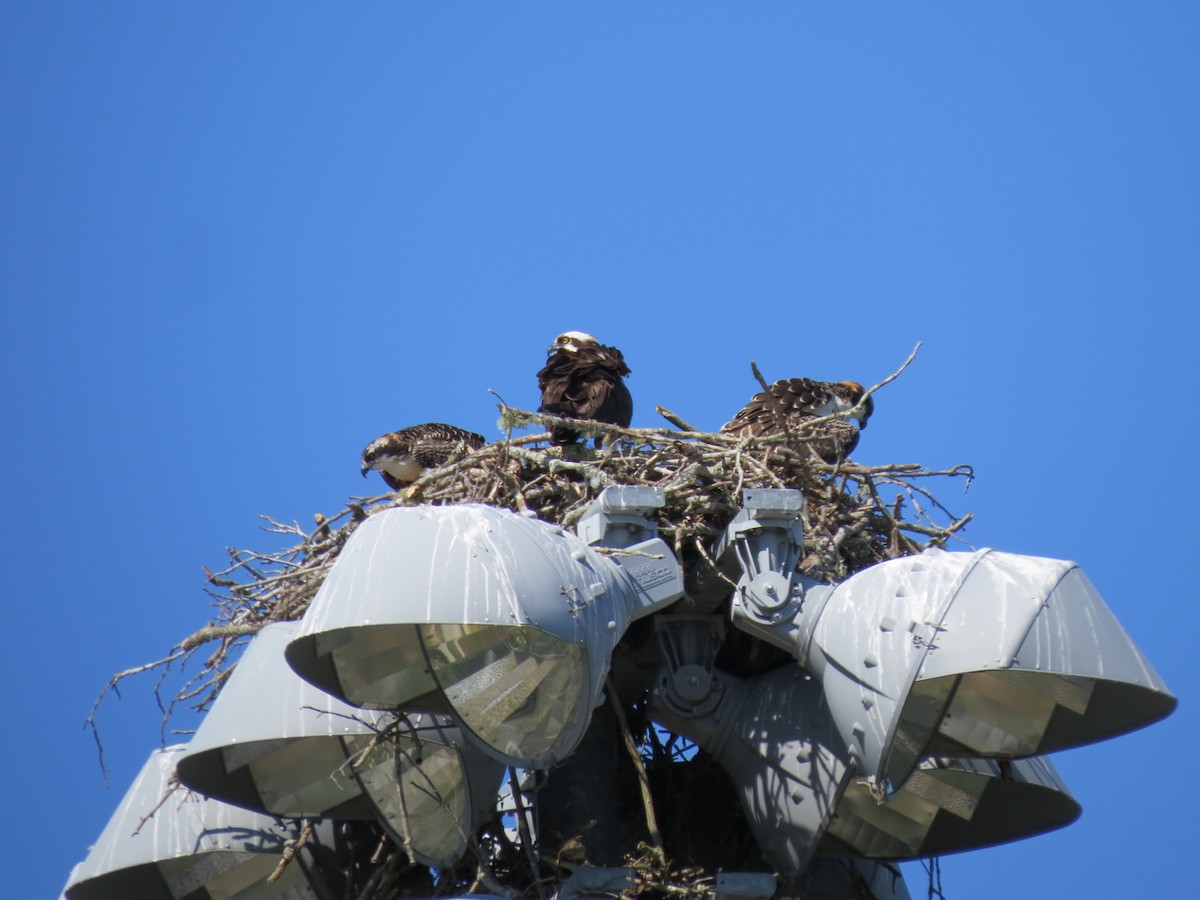 Osprey - ML107524181