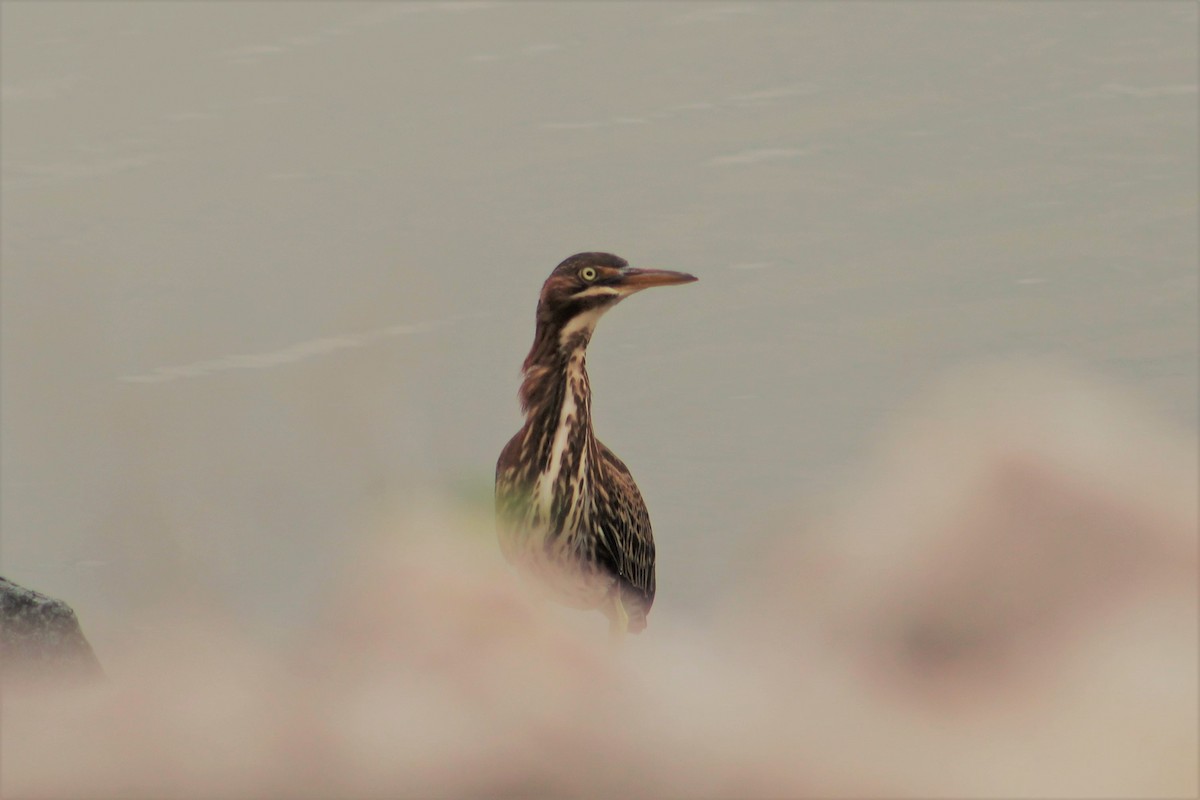 Green Heron - Amy Lyyski