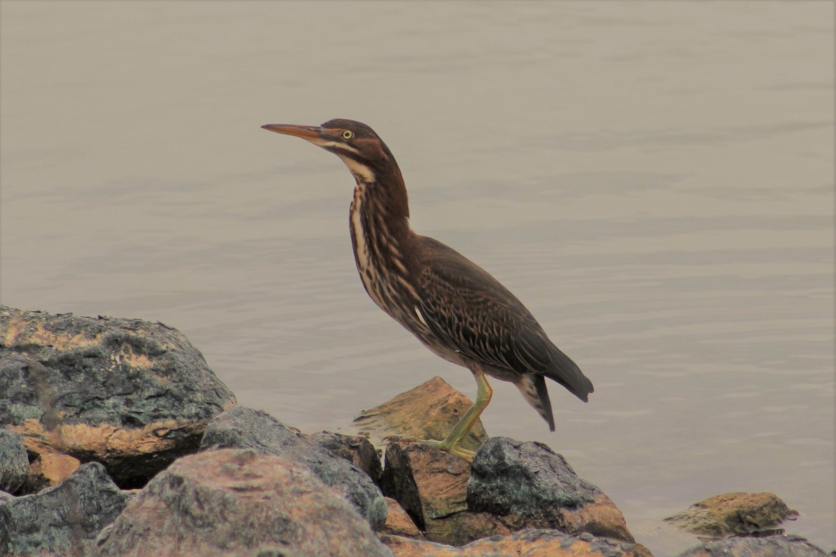 Green Heron - Amy Lyyski