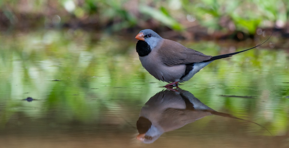 Long-tailed Finch - ML107526581