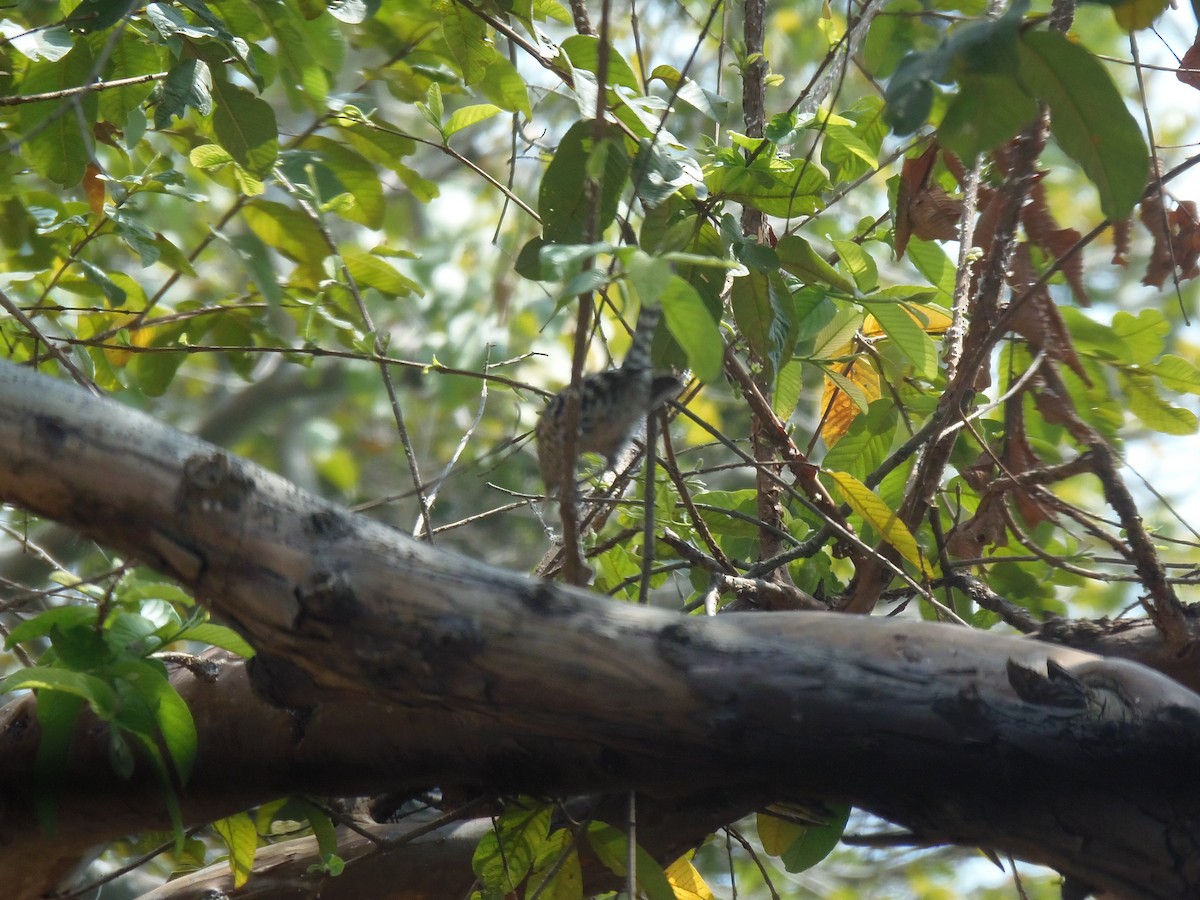 Stripe-backed Wren - ML107526701