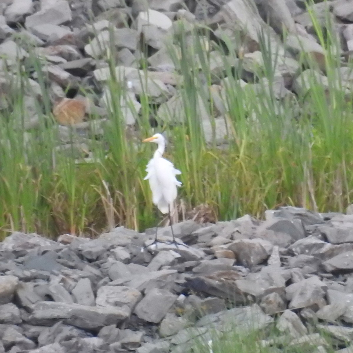 Great Egret - ML107526741