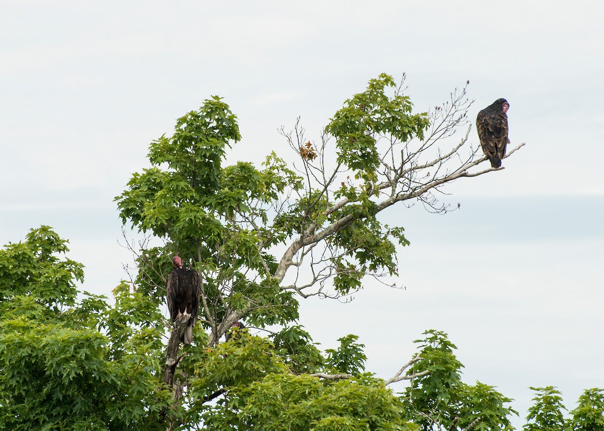 Turkey Vulture - ML107529071