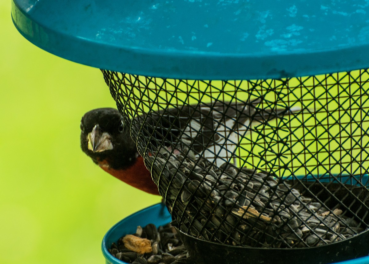 Rose-breasted Grosbeak - ML107529701