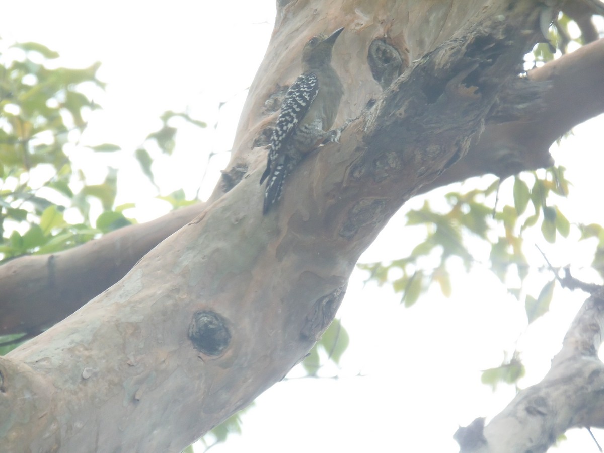 Red-crowned Woodpecker - José Gonzalo Vázquez Rodríguez