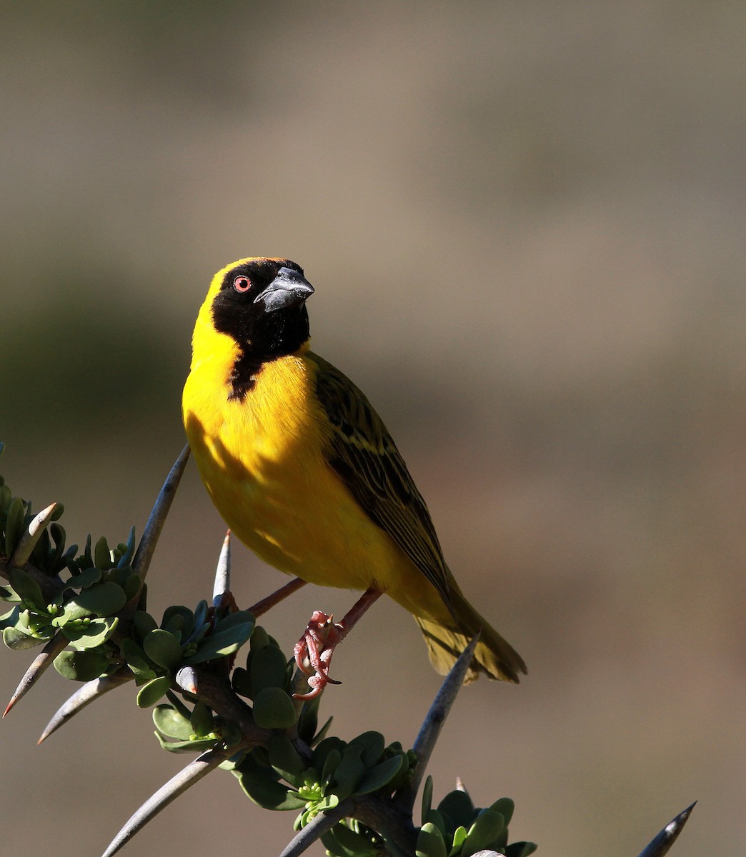 Southern Masked-Weaver - Guy Poisson