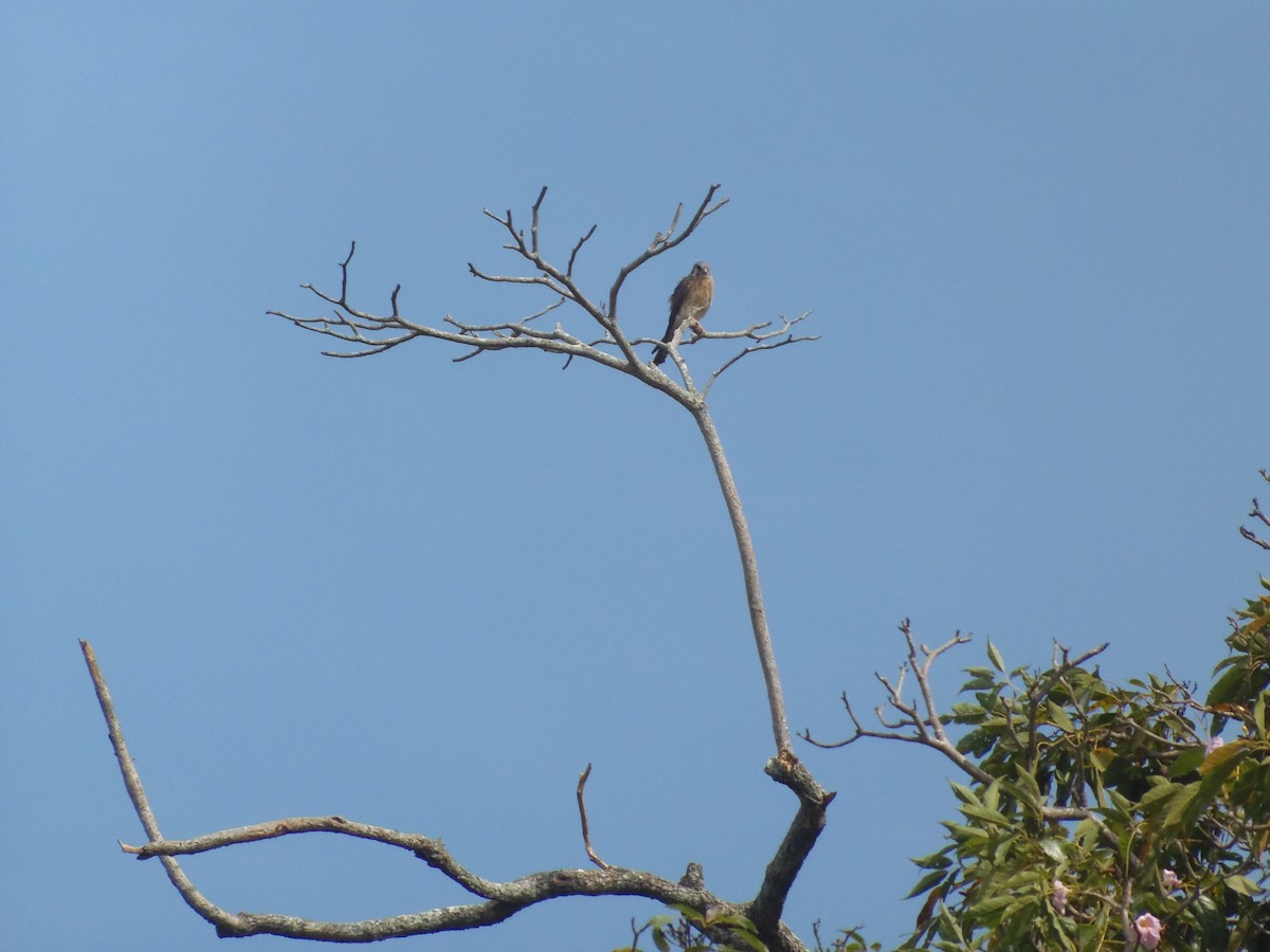 American Kestrel - José Gonzalo Vázquez Rodríguez