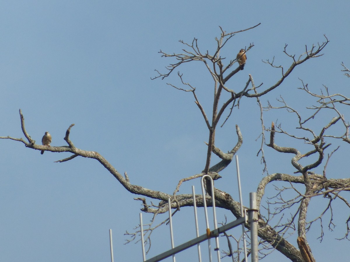 American Kestrel - ML107531091