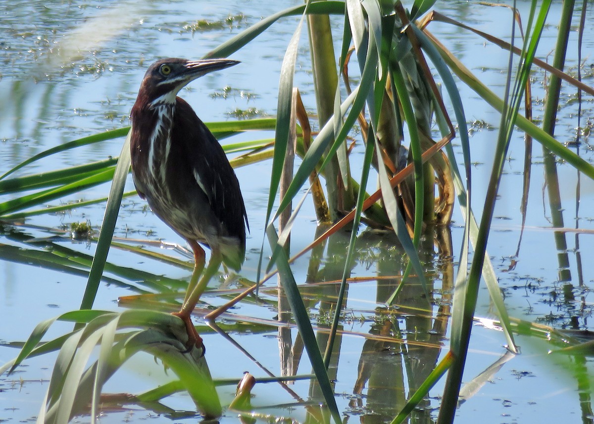 Green Heron - ML107531951