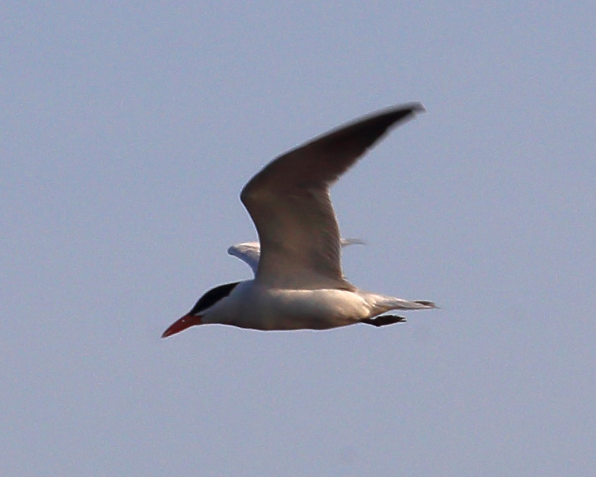 Caspian Tern - ML107534311