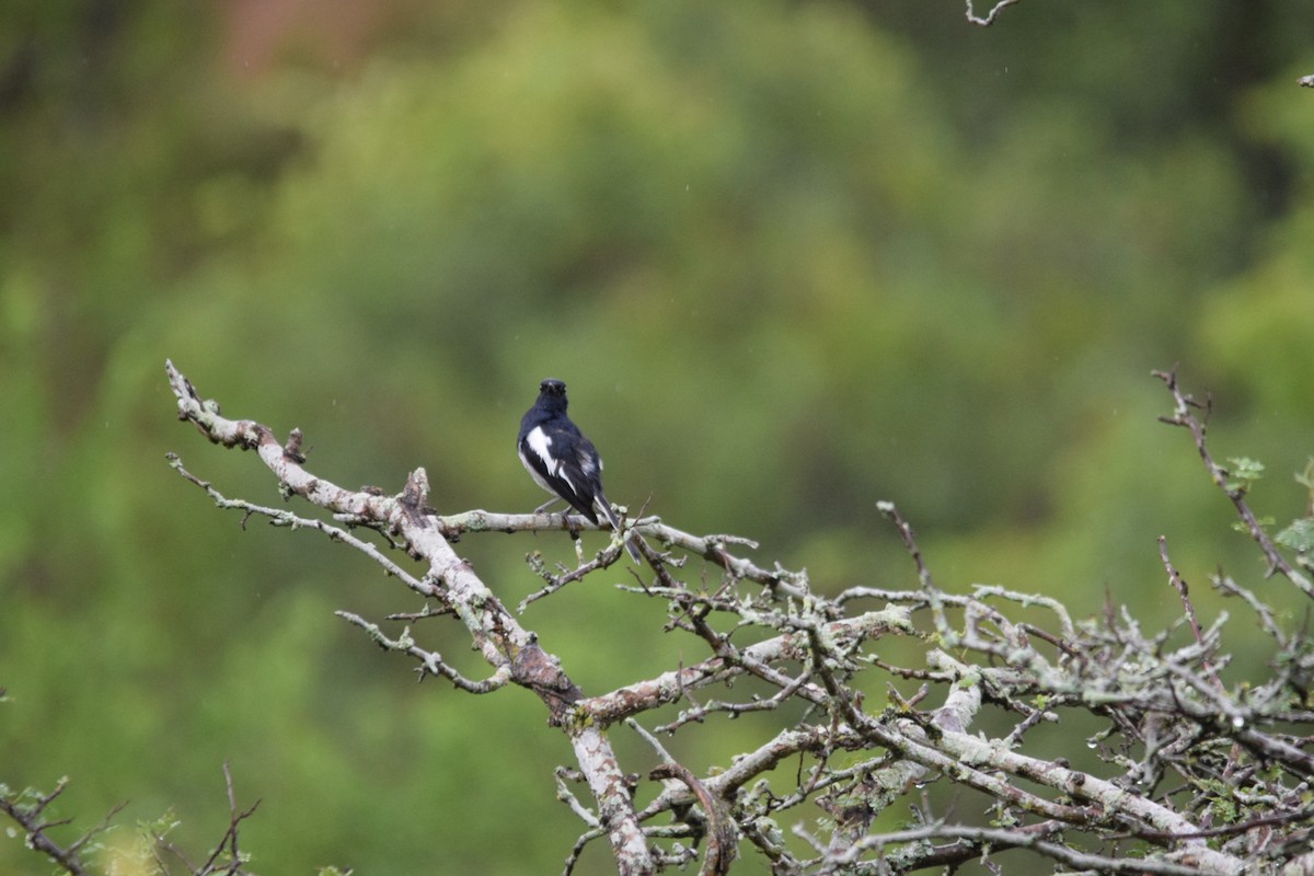 Oriental Magpie-Robin - ML107534441