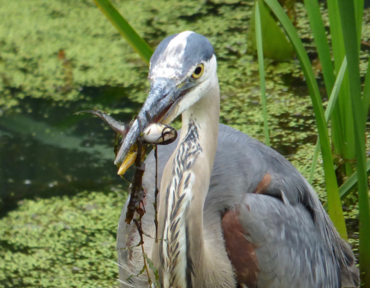 Great Blue Heron - Mary  McMahon