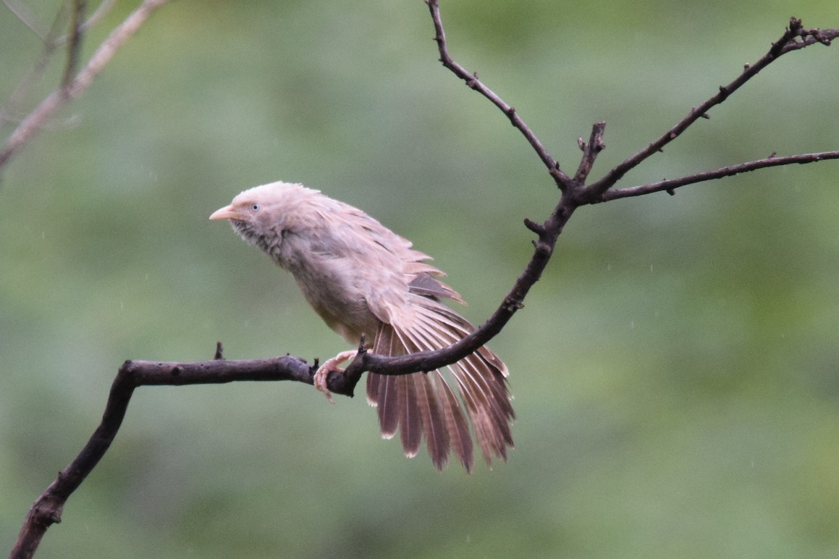 Yellow-billed Babbler - ML107534941