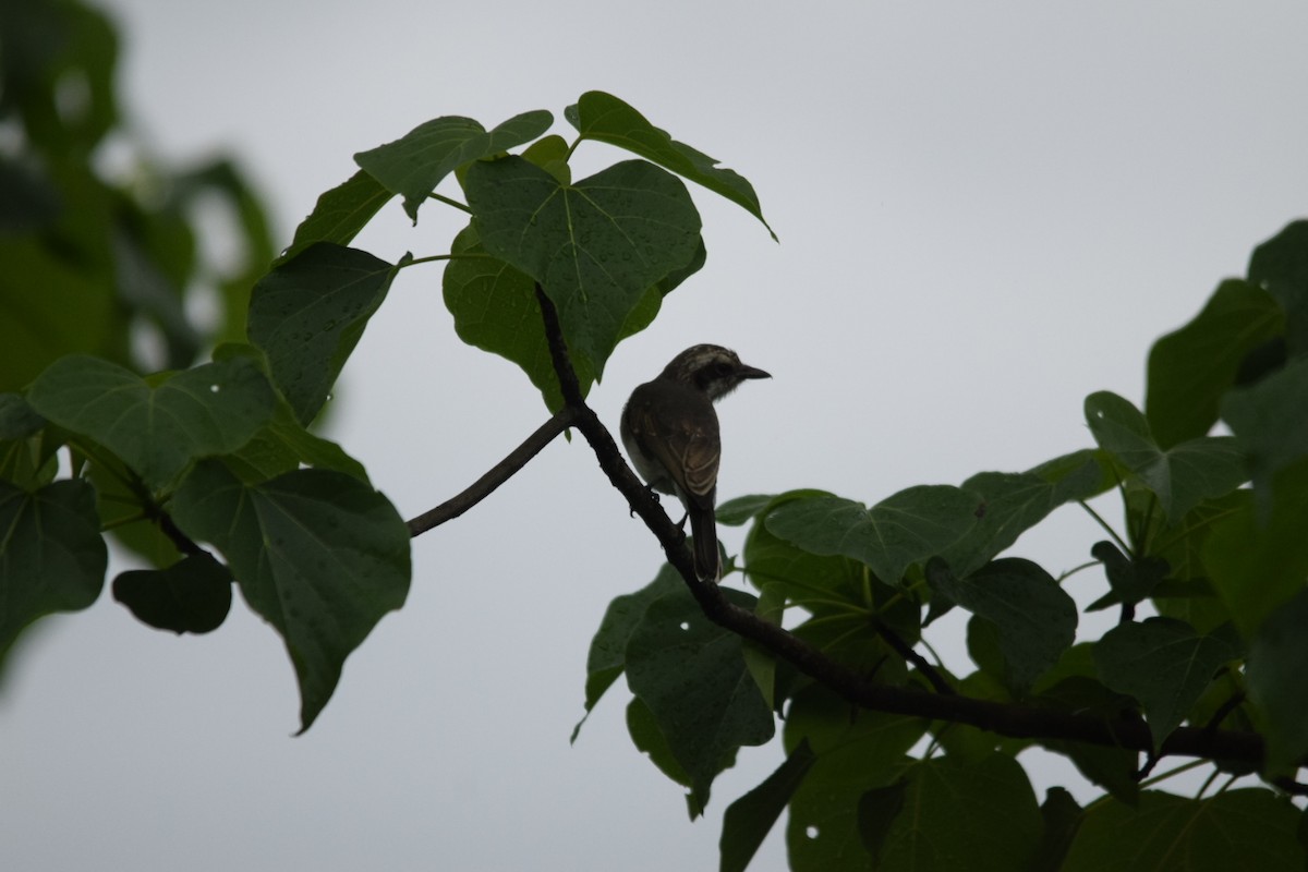 Common Woodshrike - ML107535211