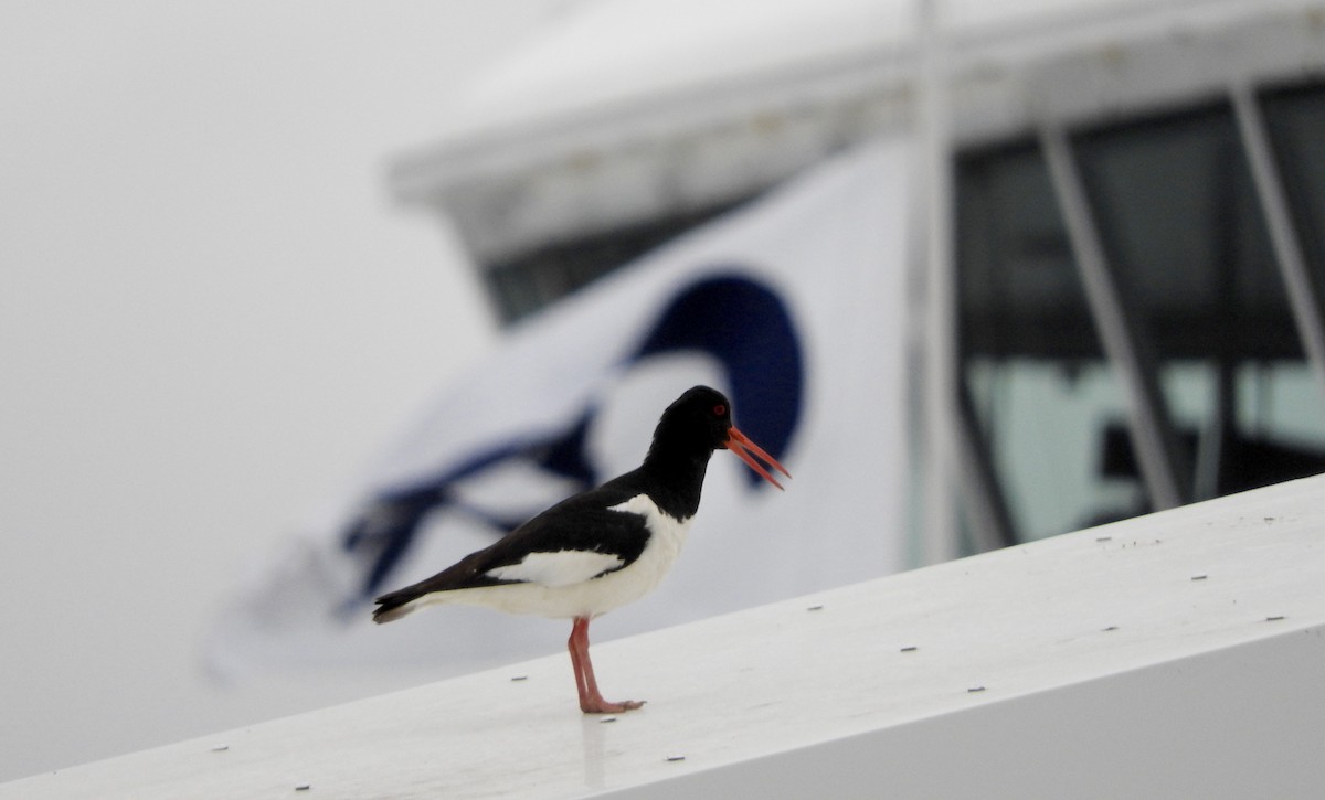 Eurasian Oystercatcher - ML107535461