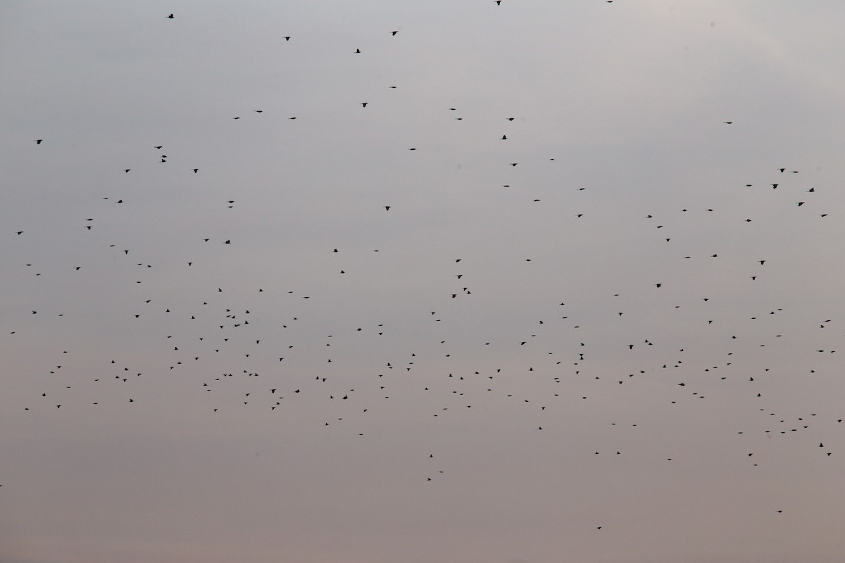 Common Grackle - ML107535601