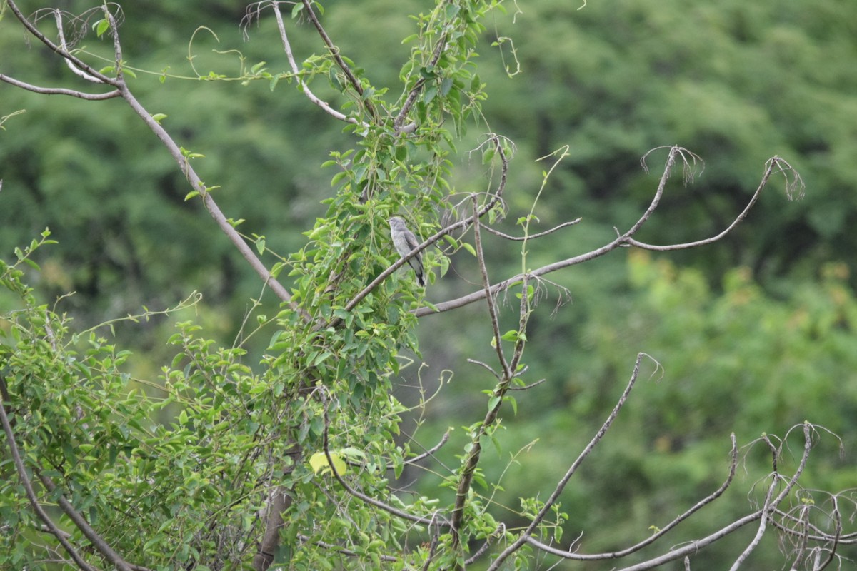 Large Cuckooshrike - ML107535821