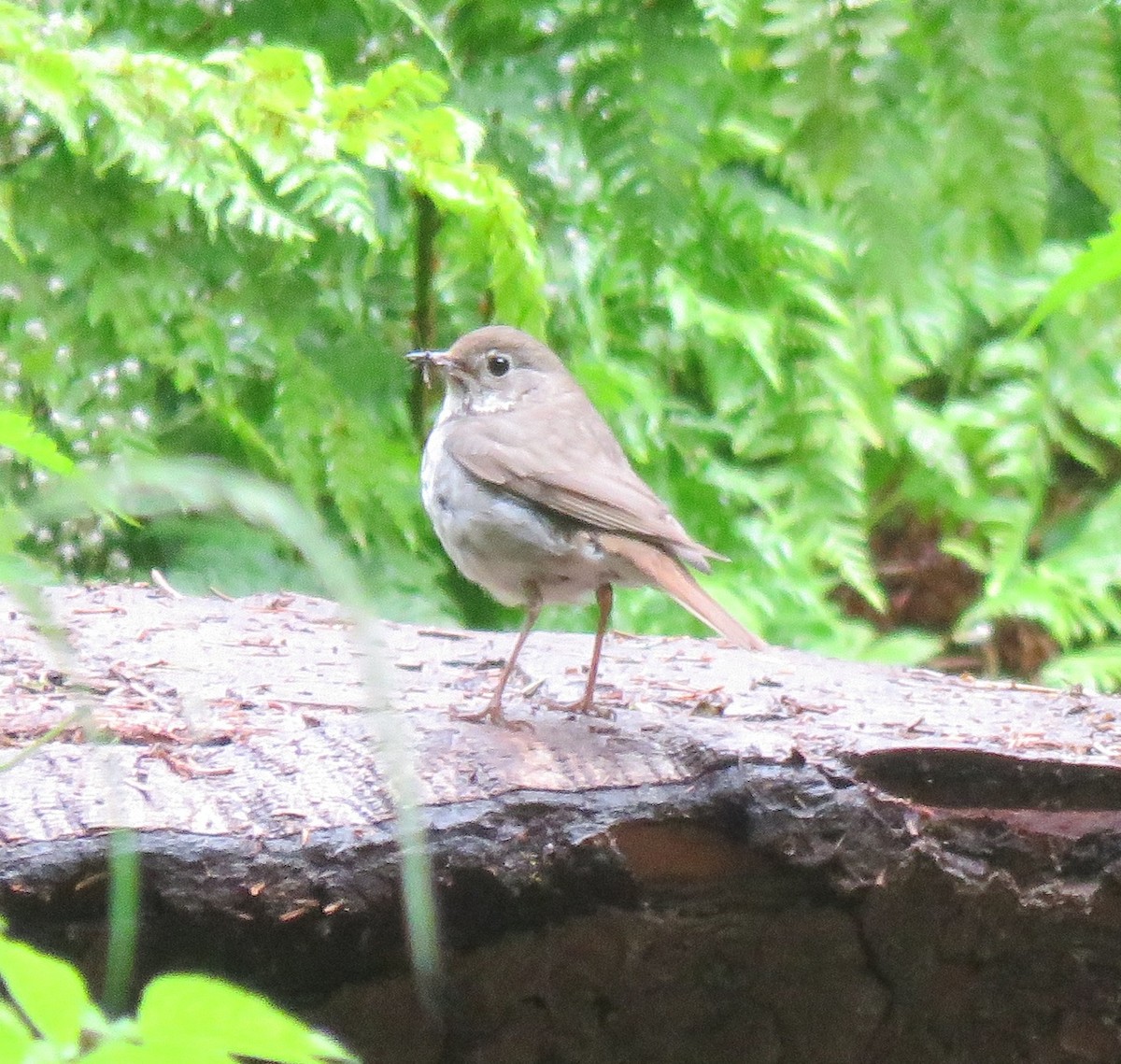 Hermit Thrush - ML107536011