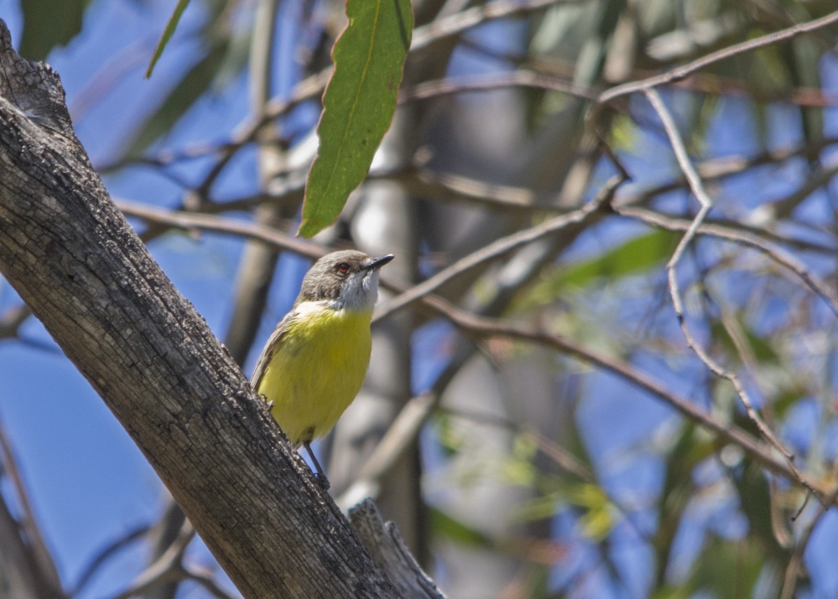 White-throated Gerygone - Owen Lishmund