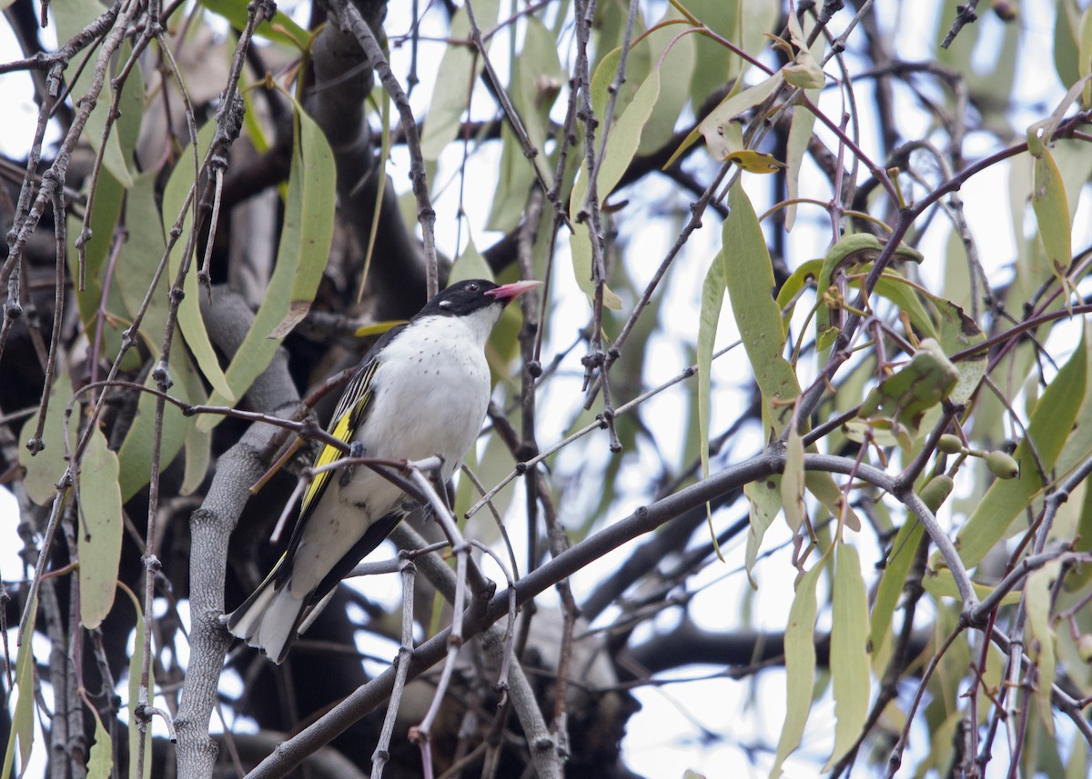 Painted Honeyeater - ML107536101