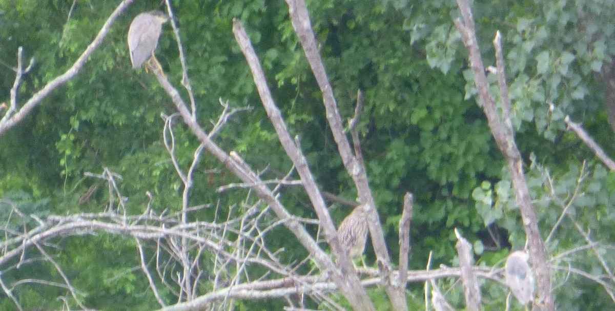 Black-crowned Night Heron - Mary  McMahon