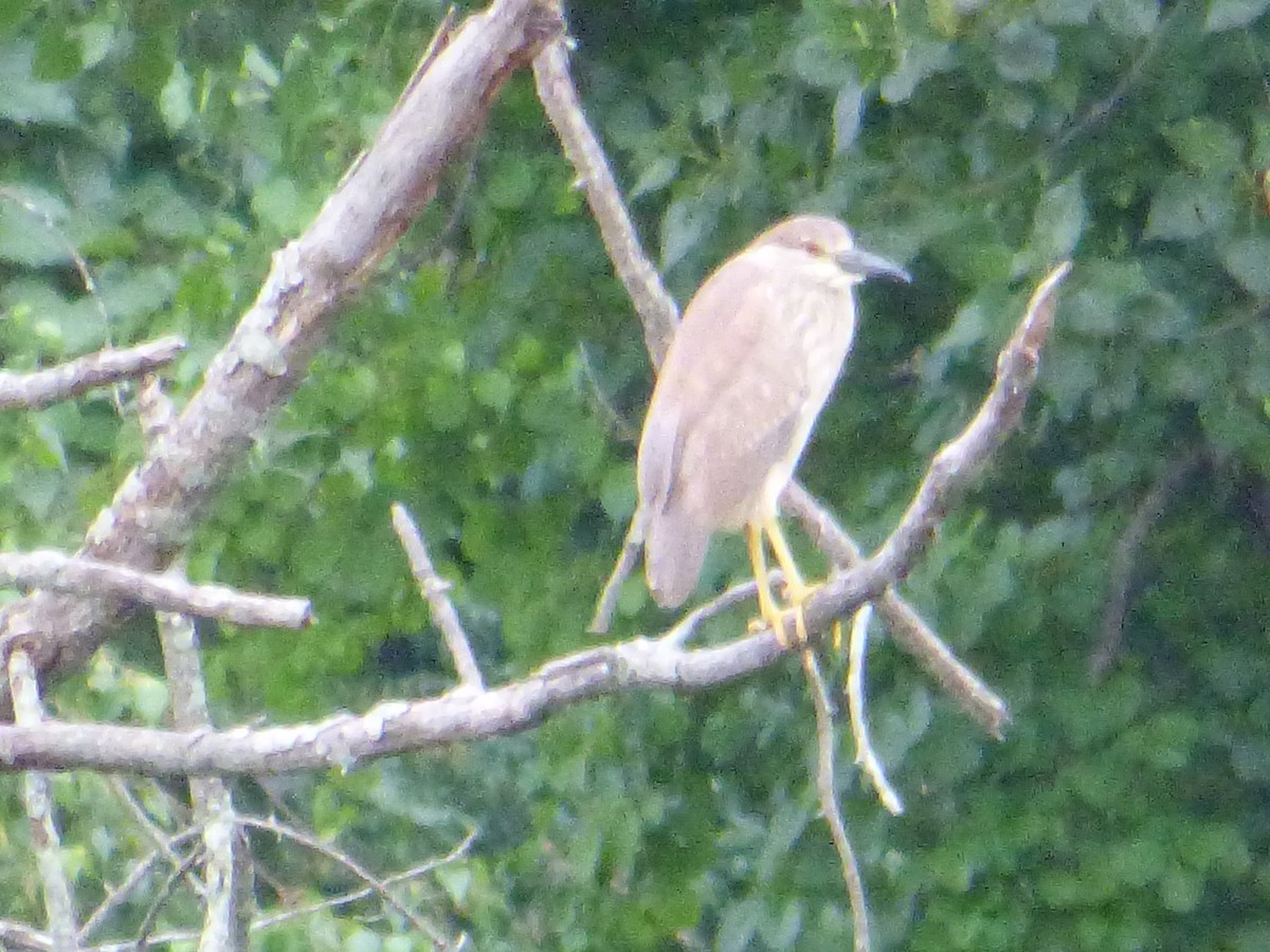 Black-crowned Night Heron - ML107536121