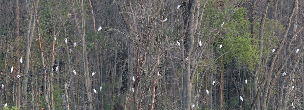 Great Egret - ML107536501